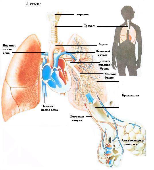 Где Легкие У Человека Фото Спереди