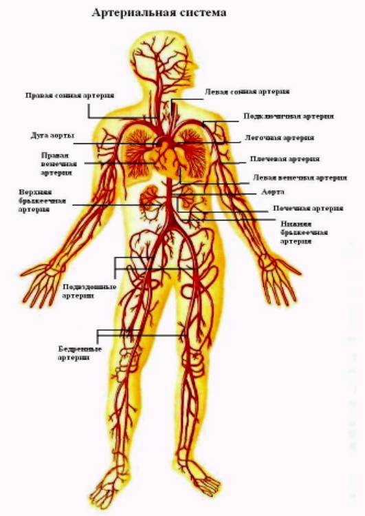 Где Находится Аорта У Человека Фото